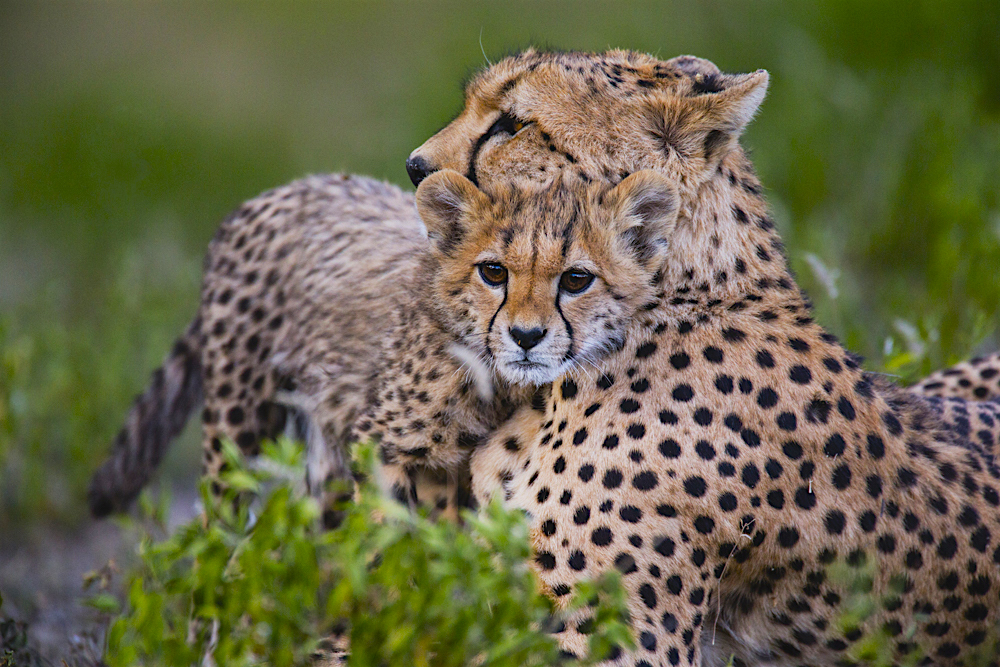 A small cheetah cub nuzzling with its mother