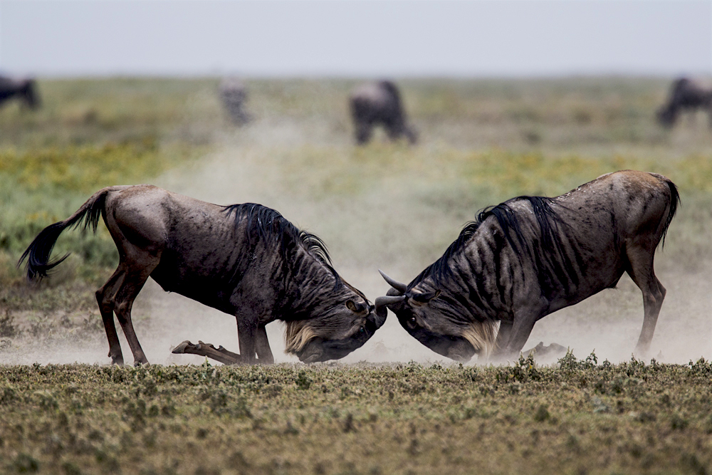 Two male wildebeests fighting