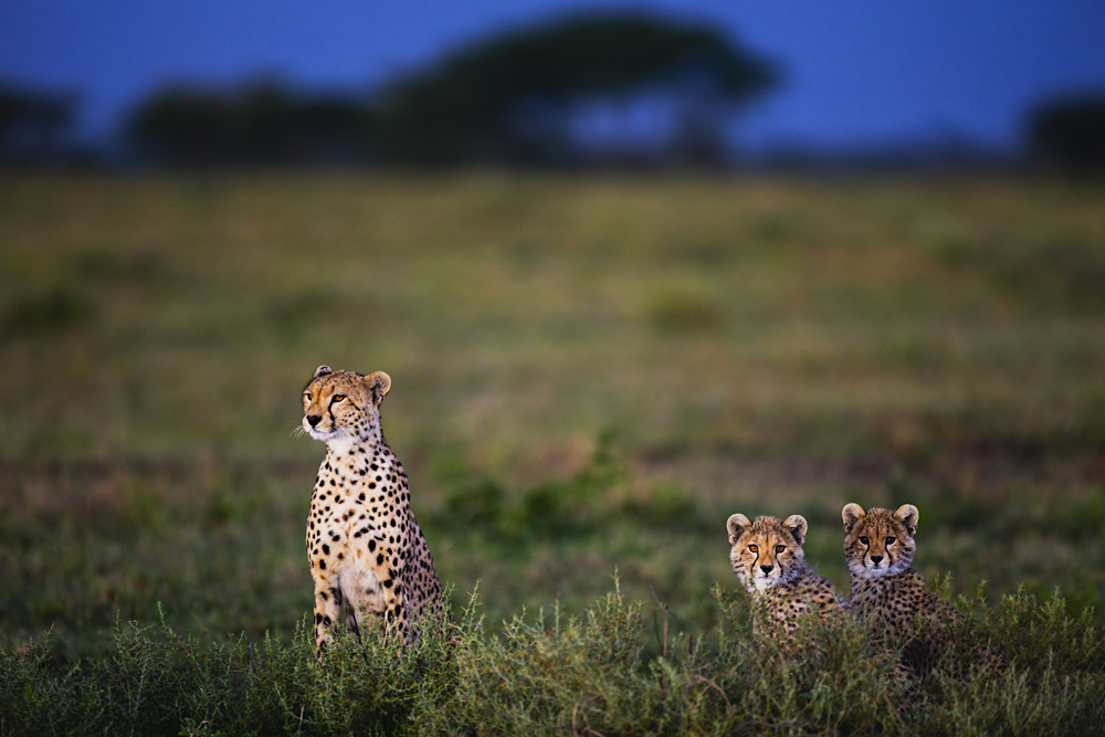 A very alert female cheetah portrait with two cubs