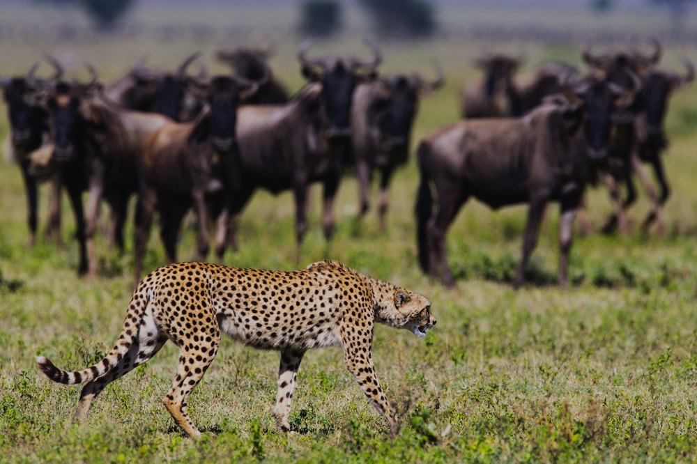 A hunting cheetah walking past a herd of alerted wildebeest