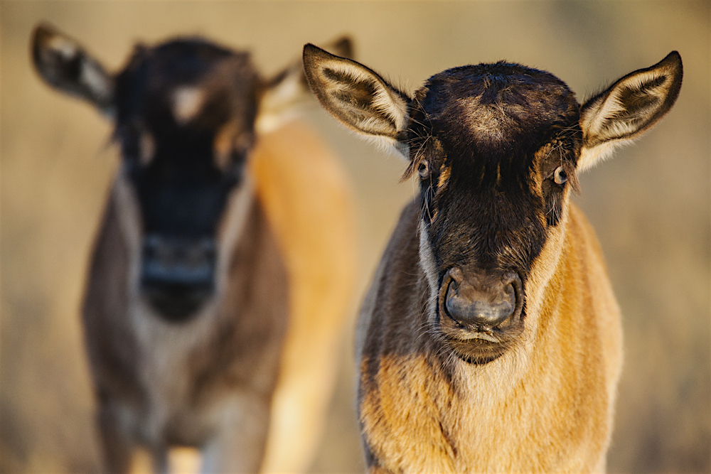 Two newborn wildebeest calf portraits