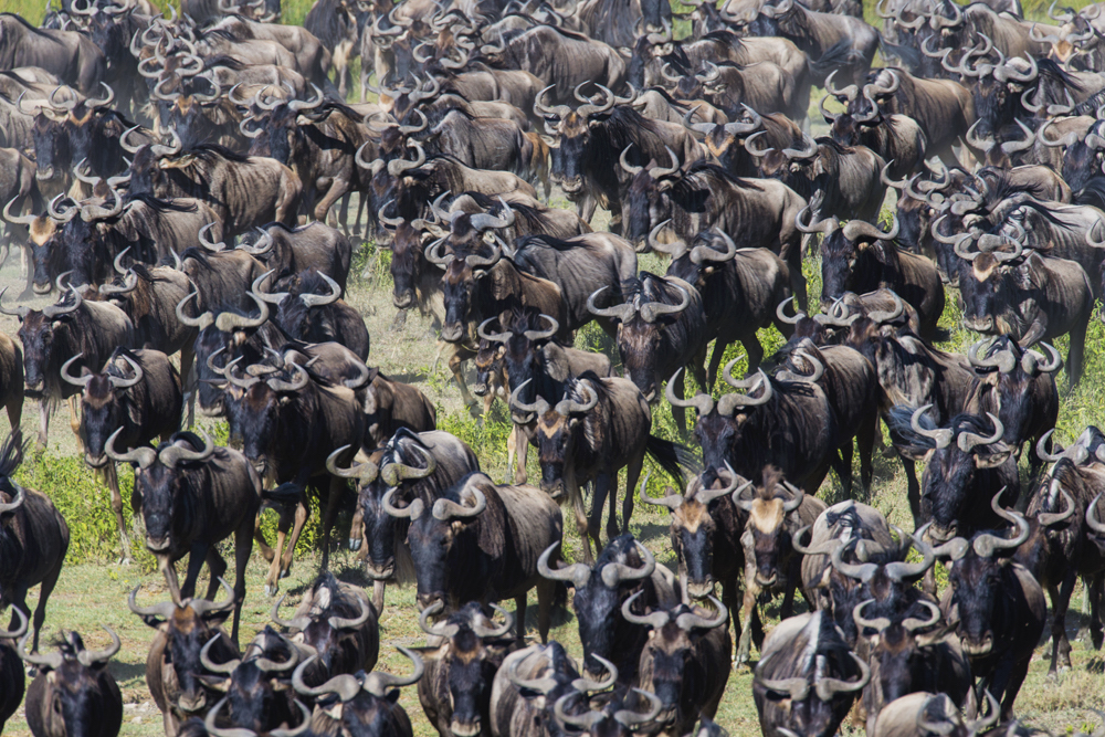 A large herd of wildebeest on the move in the calving season during the great migration