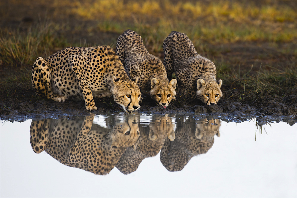 A cheetah and her cubs reflected while drinking from a water hole