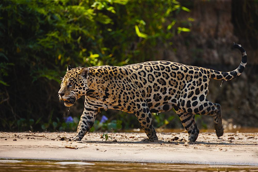 A wild jaguar in the Pantanal walking on a river bank, dripping wet