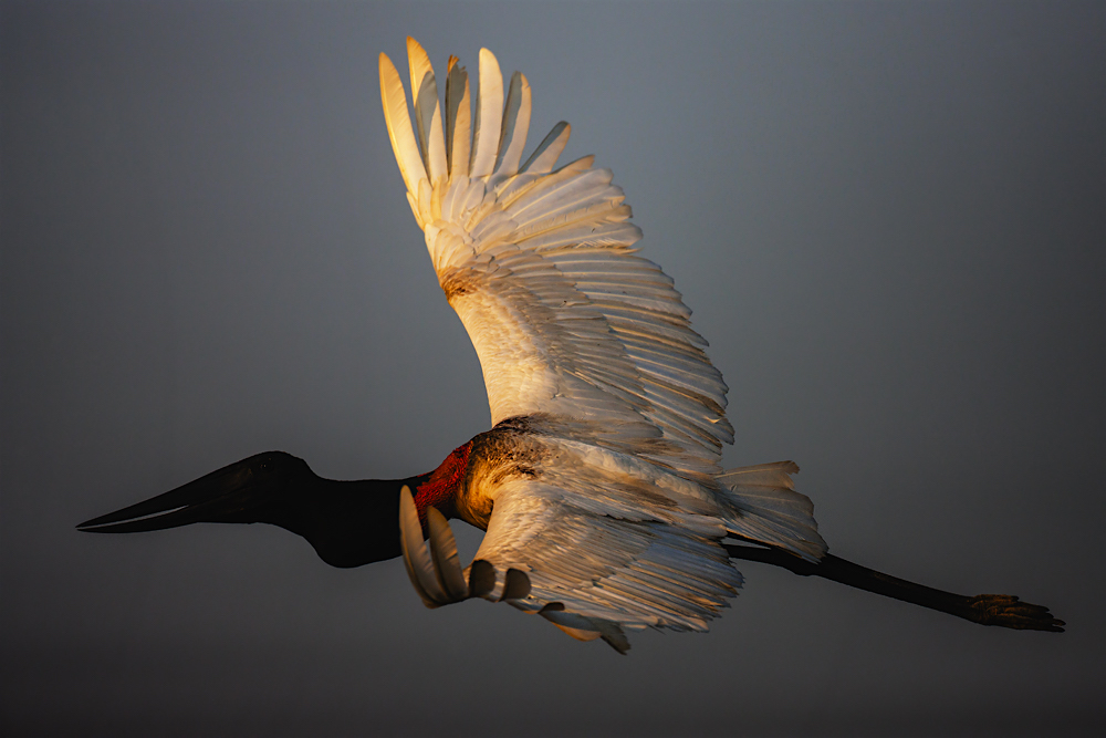 A jabiru stork in flight