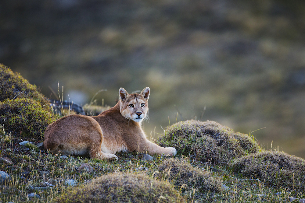 A puma laying in tuft grass
