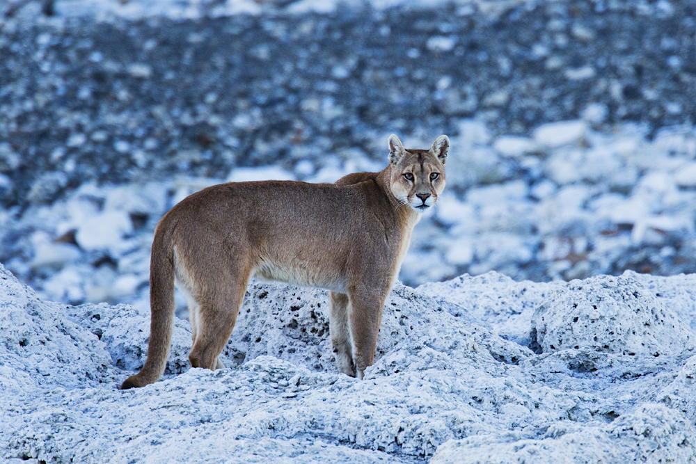 A puma standing and watching from above on a granite rock