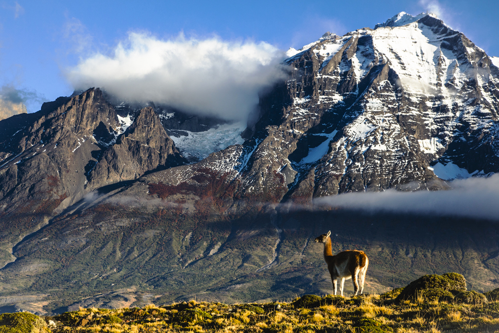 A guanaco standing in the morning sun in Patagonia
