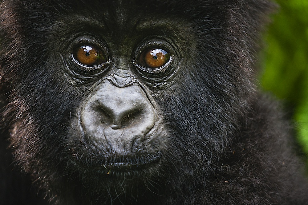 Portrait of a young mountain gorilla baby