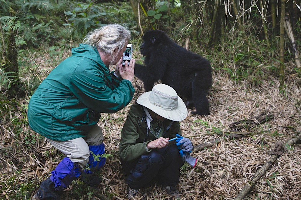 Two tourists having a close encounter with a mountain gorilla and taking photos with their iPhones