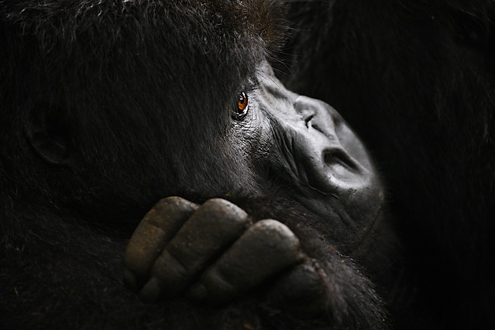 Profile of a young mountain gorilla