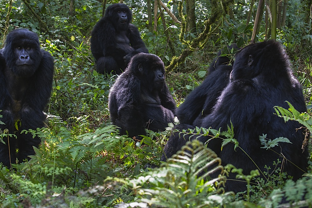 A group of black back and juvenile mountain gorillas sitting in the forest