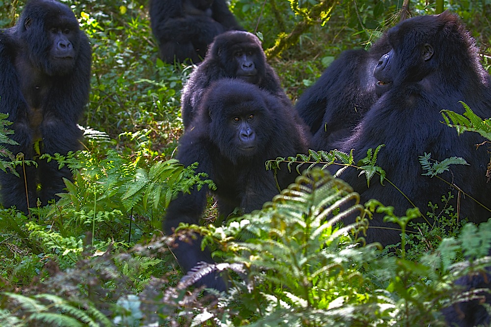 A group of black back and juvenile mountain gorillas sitting in the forest
