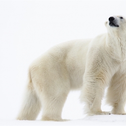 Polar bear standing, portrait in the snow
