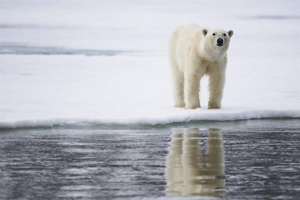 A polar bear on a winter day walking on the ice and reflected on water