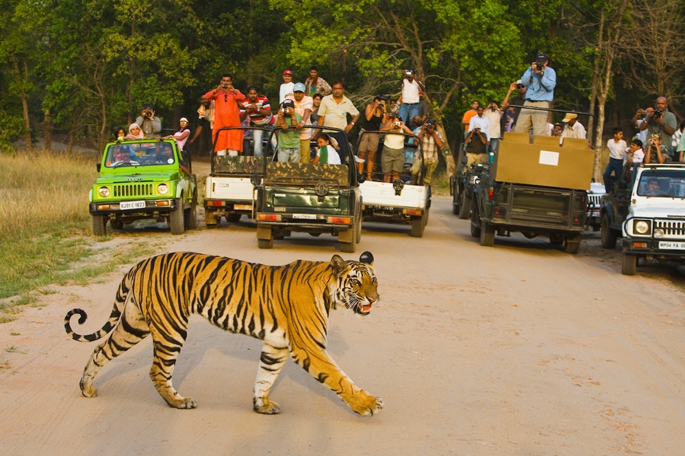 Tourists in game drive vehicles watching Bengal tiger
