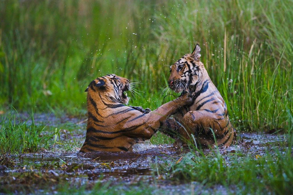 16 months old Bengal tiger cubs playing in water