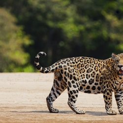 A wild jaguar in the Pantanal standing on a river bank, eye contact