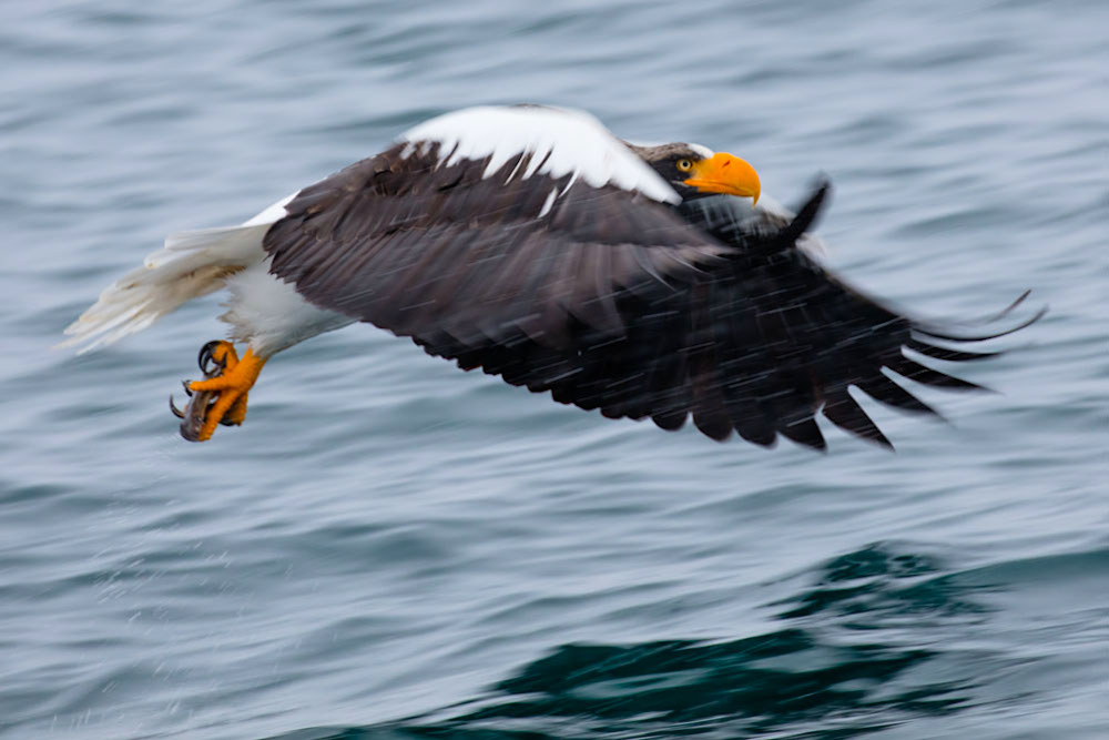 Steller sea eagle flying holding fish in claws; northern Hokkaido