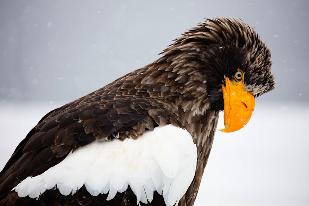 Steller sea eagle