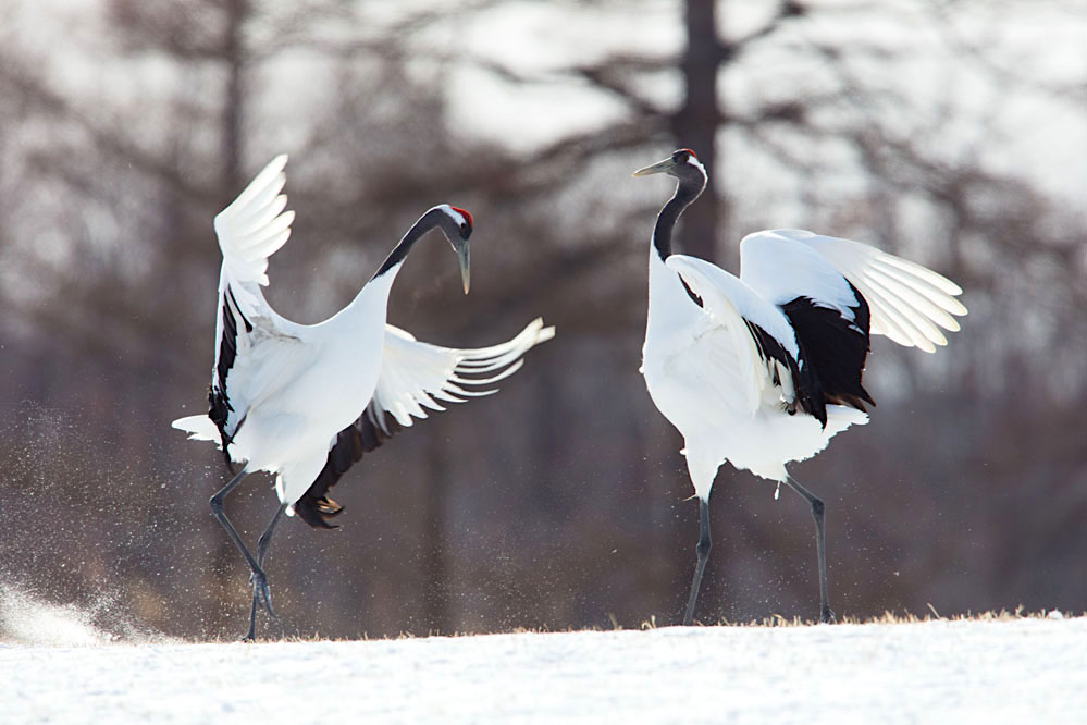 Red-crowned cranes dancing in northern Hokkaido