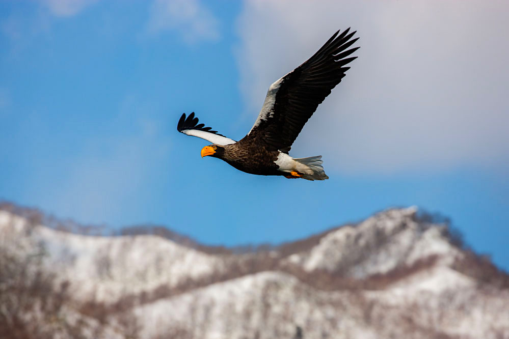 Steller sea eagle; northern Hokkaido