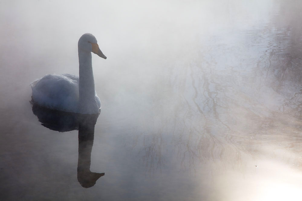 Whooper swan swimming near hotspring; Hokkaido