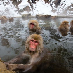 Snow monkeys in hotspring; Japanese Alps