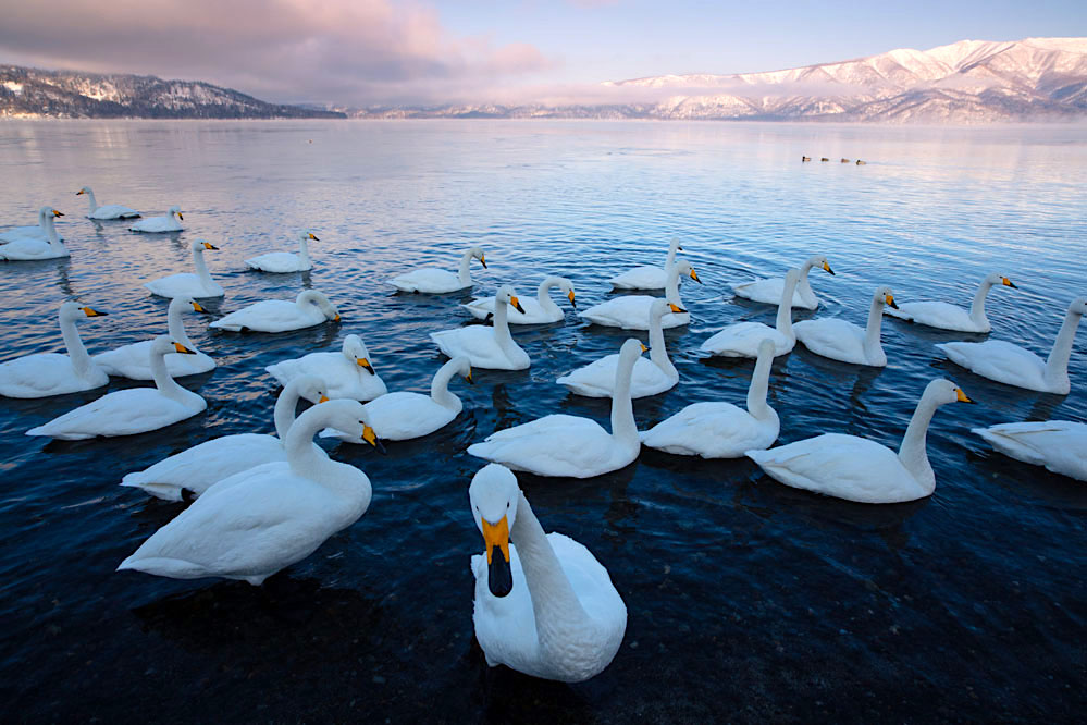 Whooper swans in lake; Hokkaido