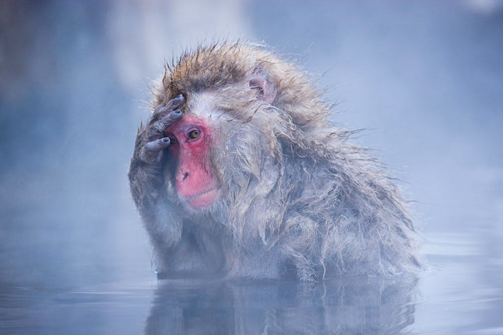 Snow monkey in hotspring; Japanese Alps