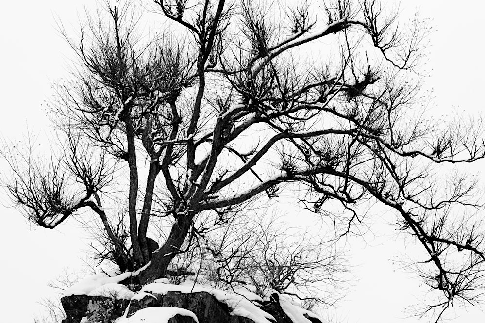 Winter tree; Japanese Alps