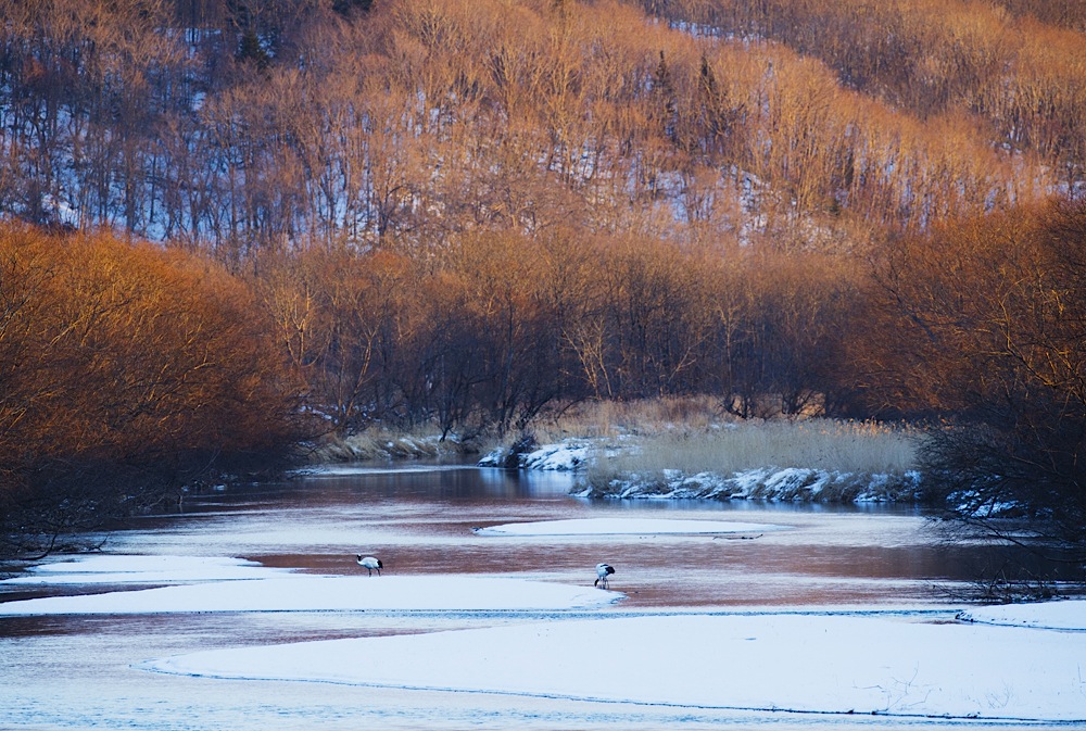 Japanese red-crowned cranes feeding from a frozen river