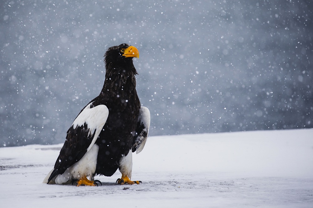 A Japanese Stellar sea eagle sitting in a snow storm