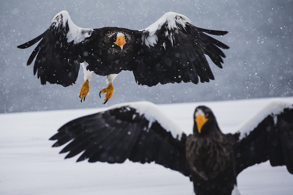 Two Stellar sea eagles during a snow storm