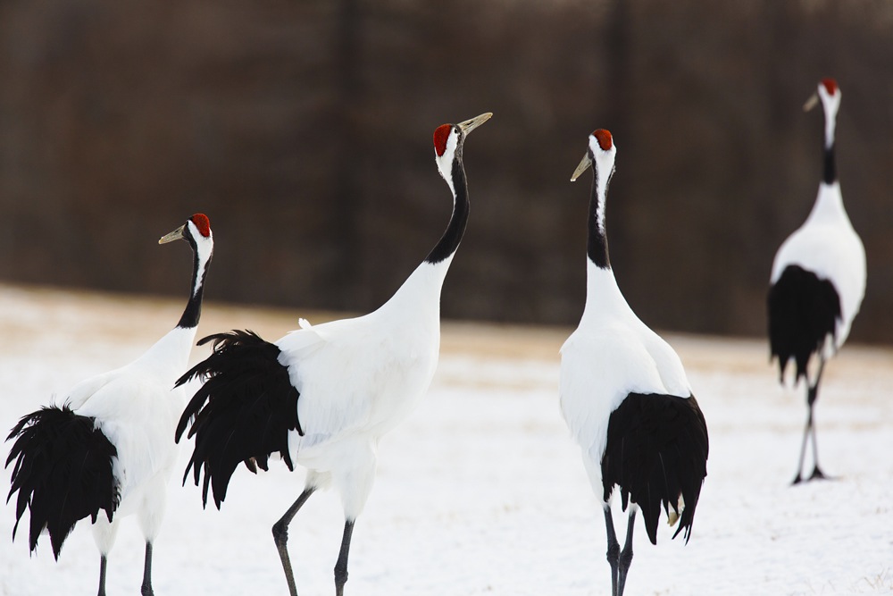 Japanese red-crowned cranes