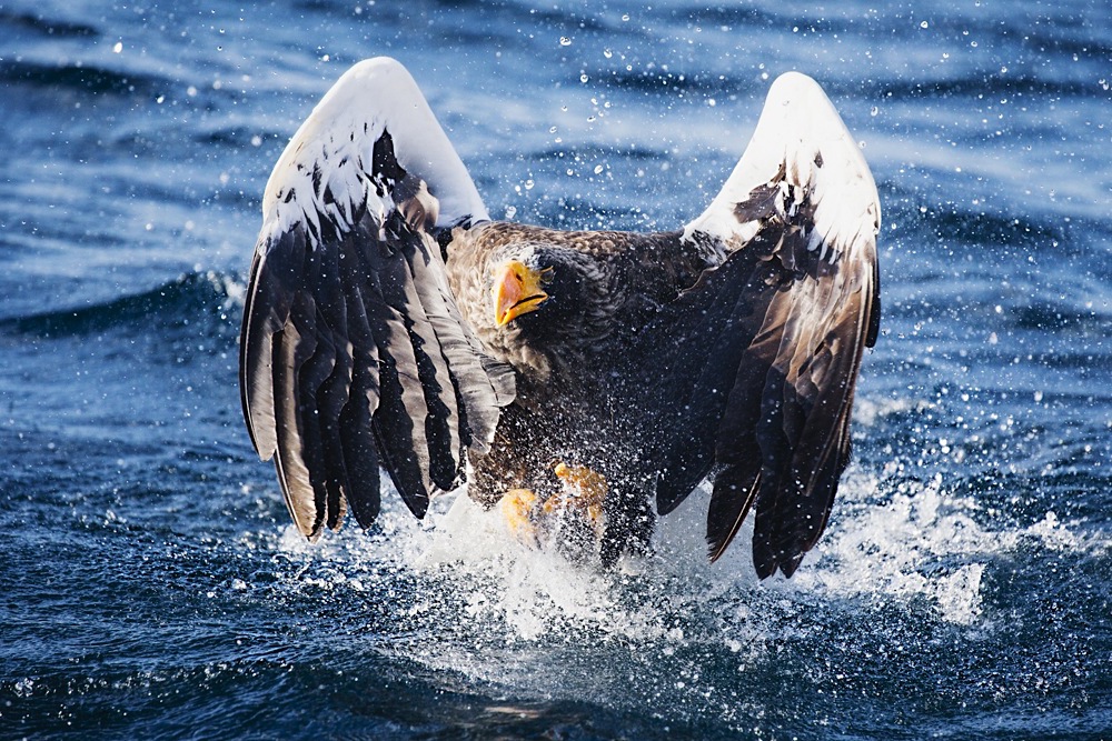 A stellar sea eagle (Haliaeetus pelagius) in flight catching a fish on the ocean surface