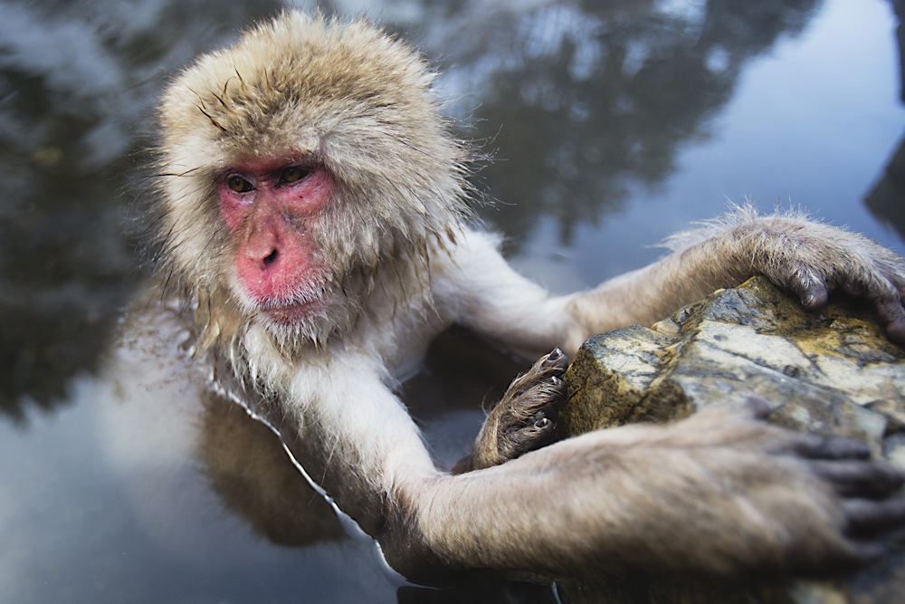 A snow monkey sitting in a steamy hotspring