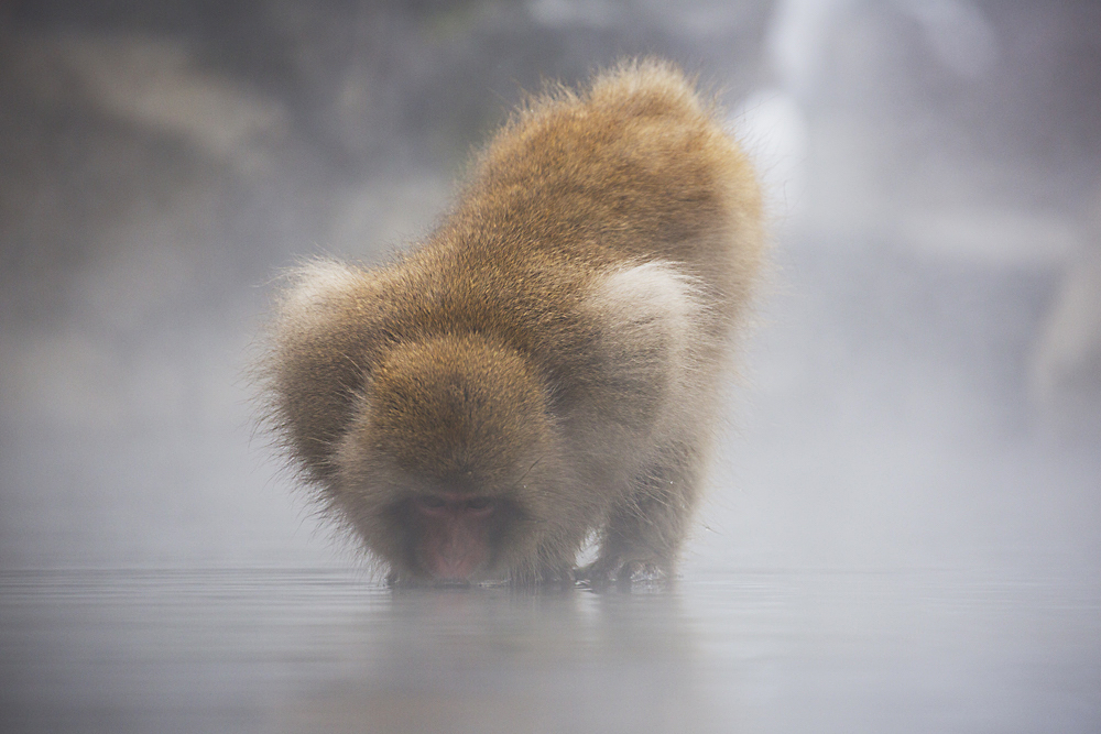 A snow monkey drinking from a steaming hotspring in winter.