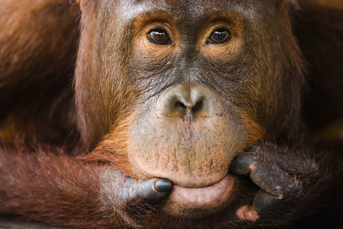 Sub adult male orangutan