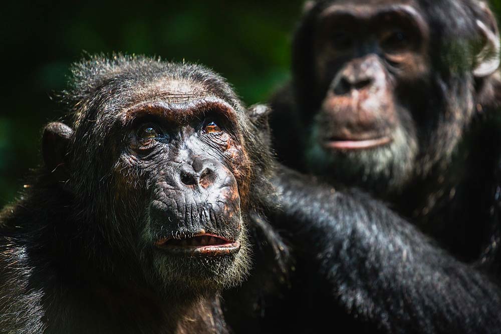 Two chimps grooming