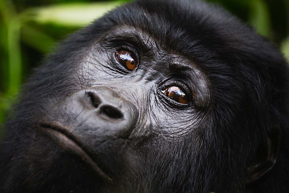 Portrait of face of female mountain gorilla