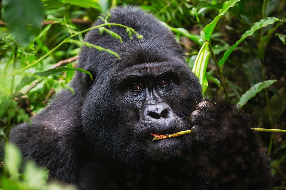 A wild silverback mountain gorilla feeding quietly on the forest floor