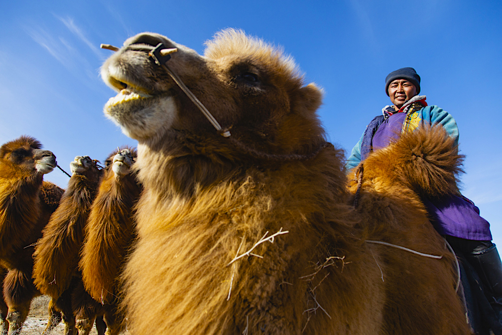 A Mongolian herder sitting on his Bactrian camel