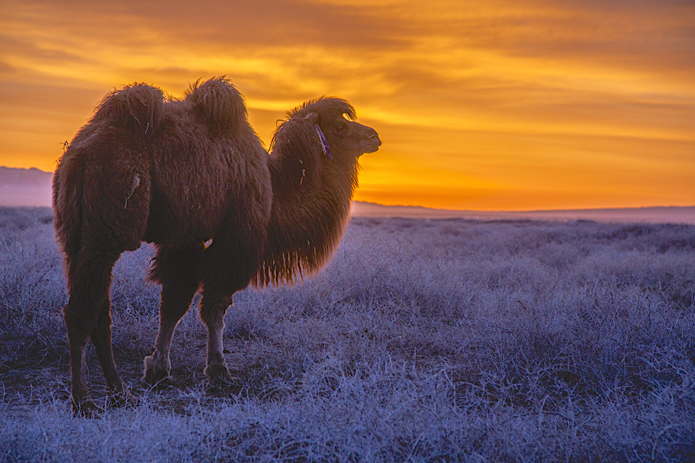 A Bactrian camel at sunset standing in vegetation covered with hoar frost