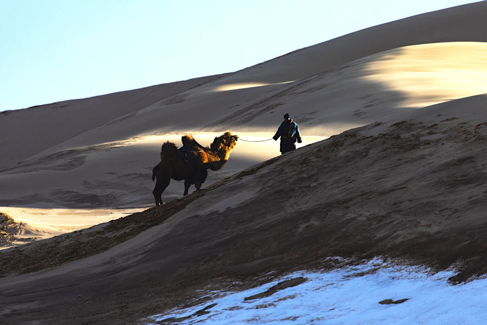 A Mongolian herder leading his Bactrian camel up a steep sand dune at dusk