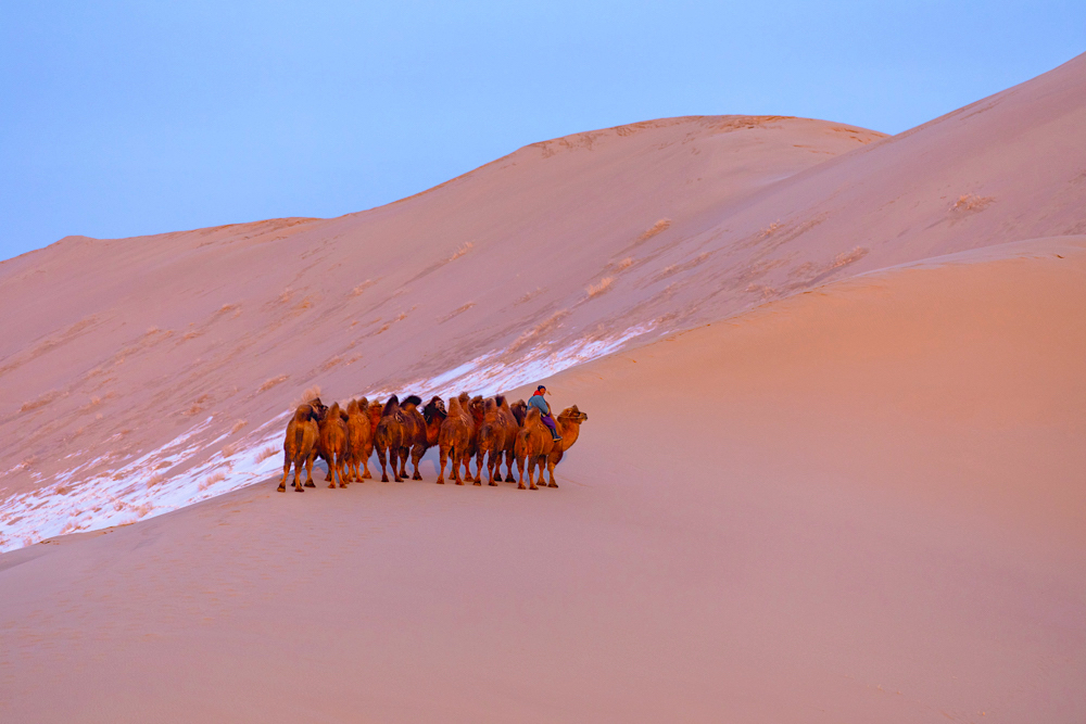A Mongolian herder leading his herd of Bactrian camels down a steep sand dune at dusk