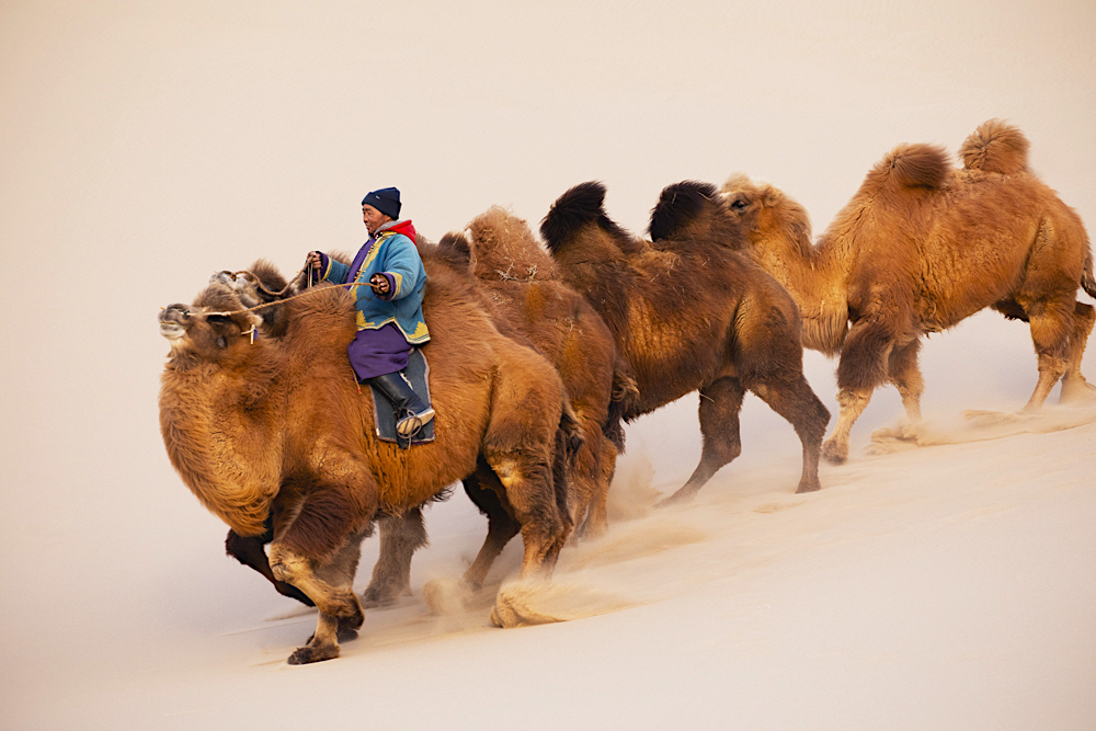A Mongolian herder leading his herd of Bactrian camels down a steep sand dune at dusk