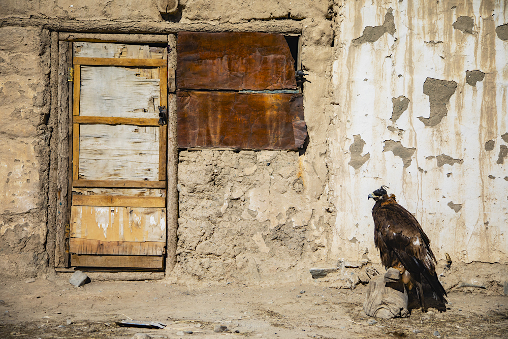 A golden eagle belonging to a Mongolian eagle hunter perched on a log wearing its hood in front of a traditional building