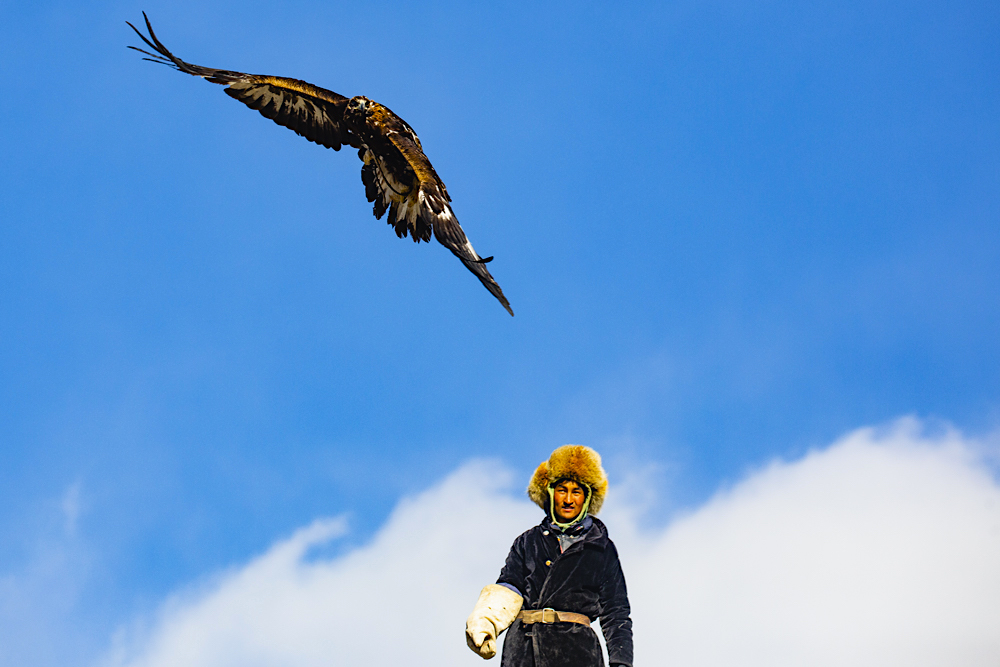 An eagle hunter releasing his golden eagle during a hunt, Bayan Ulgii Province