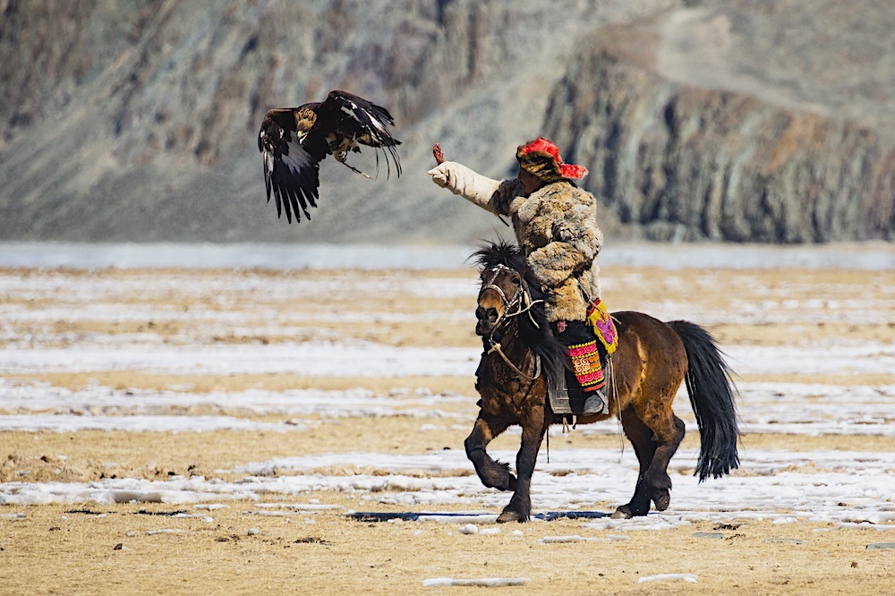 A golden eagle is being called by her hunter to land on his arm while he’s riding on horseback